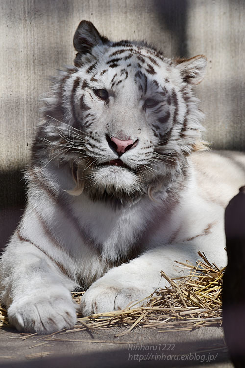 2021.2.21 宇都宮動物園☆ホワイトタイガーのグーナ【White tiger】<後編>_f0250322_18352373.jpg