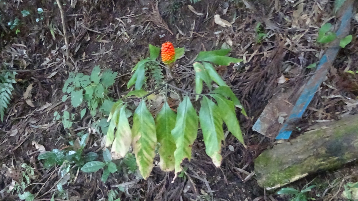 岩屋堂散歩道の奇妙な植物 ブロ友パソコン相談室