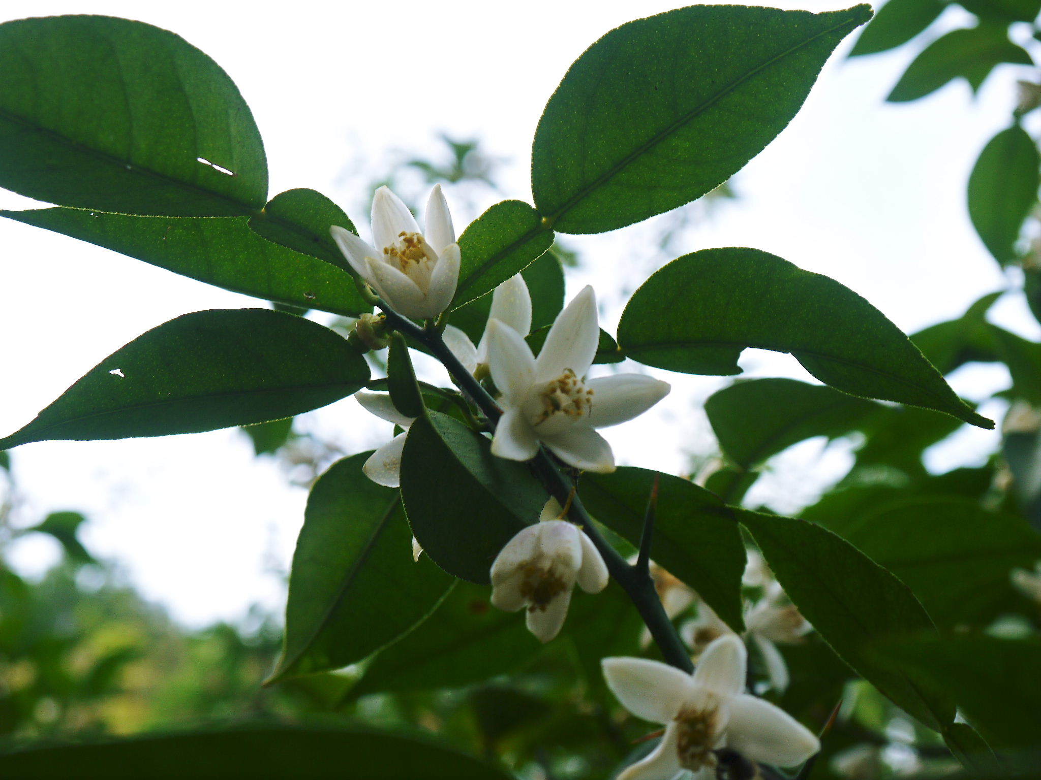 香り高き柚子 黄色く色付いた柚子の令和3年度の収穫が始まりました 冬至用柚子 も予約受付中 flcパートナーズストア 香り高き柚子 黄色く色付いた柚子の令和3年度の収穫が始まりました 冬至用柚子 も予約受付中 flcパートナーズストア