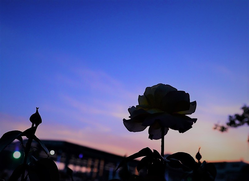 バラは花の女王 写真でイスラーム