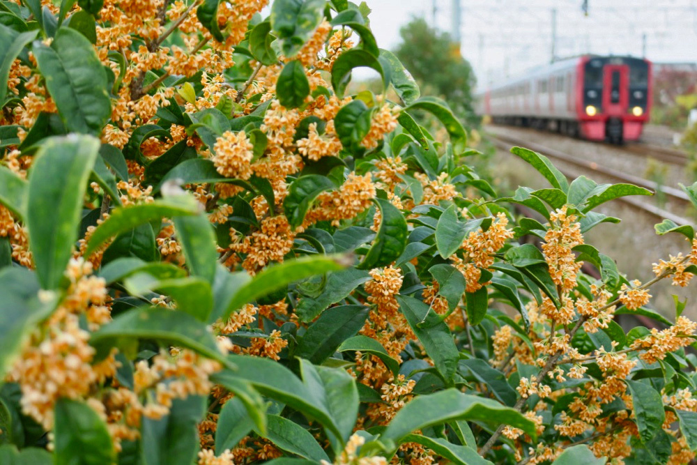 遅い金木犀の開花 ポン太の写真帳別館
