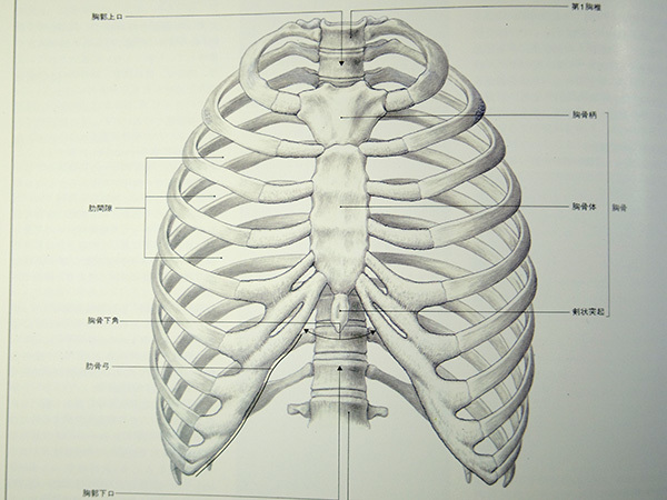 解剖図画家という人生 第12夜 淡い明度で描くのが日本的なのかも 孤独な解剖図画家の夢想