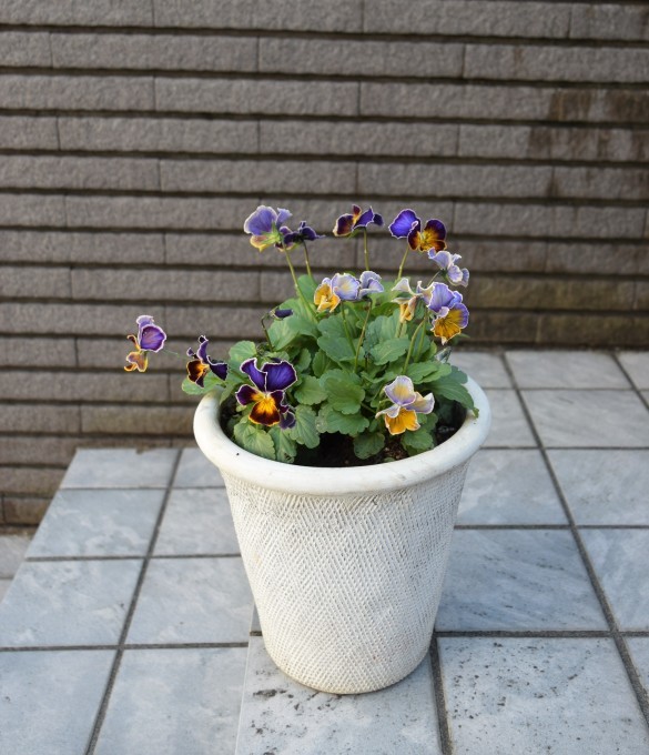 ビオラ・フレアブルーも2週間経つとたくさん花が咲いて来ました。_a0228333_16131569.jpg