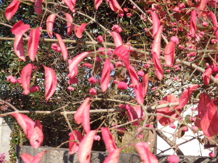 マユミ 時々の花