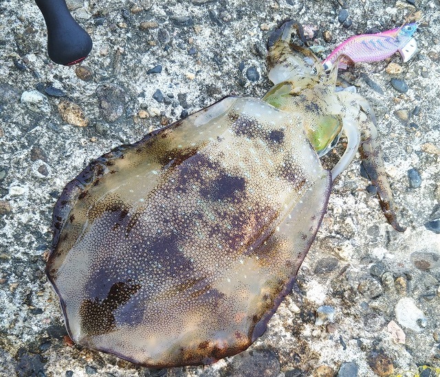 新潟発 キジハタ メバル釣り