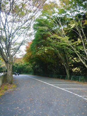 紅葉狩りシーズン到来!!(2021) 菊池渓谷の紅葉は週明け(11/8)以降が見ごろです!_a0254656_17161971.jpg