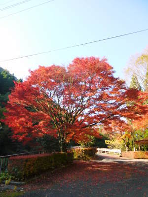 紅葉狩りシーズン到来!!(2021) 菊池渓谷の紅葉は週明け(11/8)以降が見ごろです!_a0254656_17261732.jpg