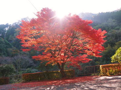 紅葉狩りシーズン到来!!(2021)　菊池渓谷の紅葉は週明け（11/8）以降が見ごろです！_a0254656_17271173.jpg