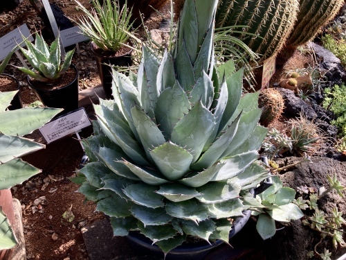 パラサナグローブ アガベ 【公式通販】