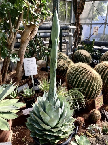 パラサナ グローブ 大株 アガベ 地植え ガーデニング