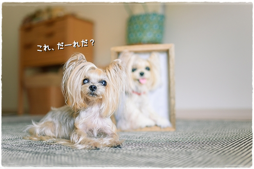 こなつそっくりな仔が我が家にやって来た。_d0179828_09430508.png