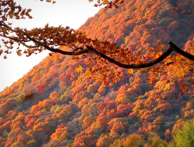 山紅葉　軽い石付き 🍁紅葉情報🍁石鎚山 山頂の色づきが始まりました 例年より少し遅めの