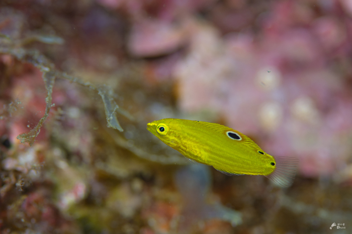 フタイロカエルウオ_e0158261_13110972.jpg