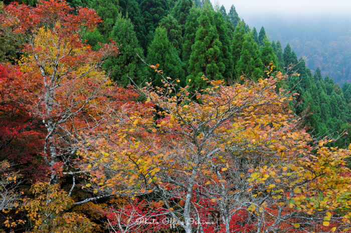 おにゅう峠_f0361287_22290387.jpg