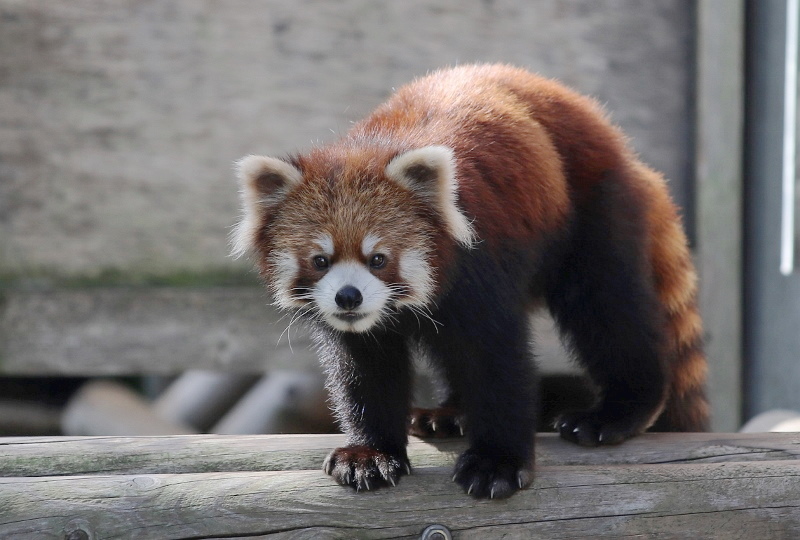 リンゴなしのかんたとひなた レサパン日和