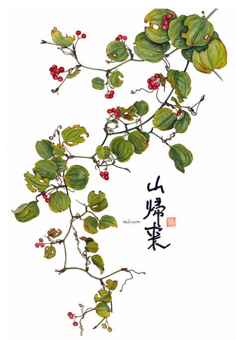 サルトリイバラ 山帰来 ボタニカルアート 四季折々