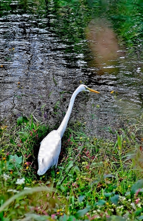 大堀川　水鳥との出会い(^^♪_f0195711_13532056.jpg