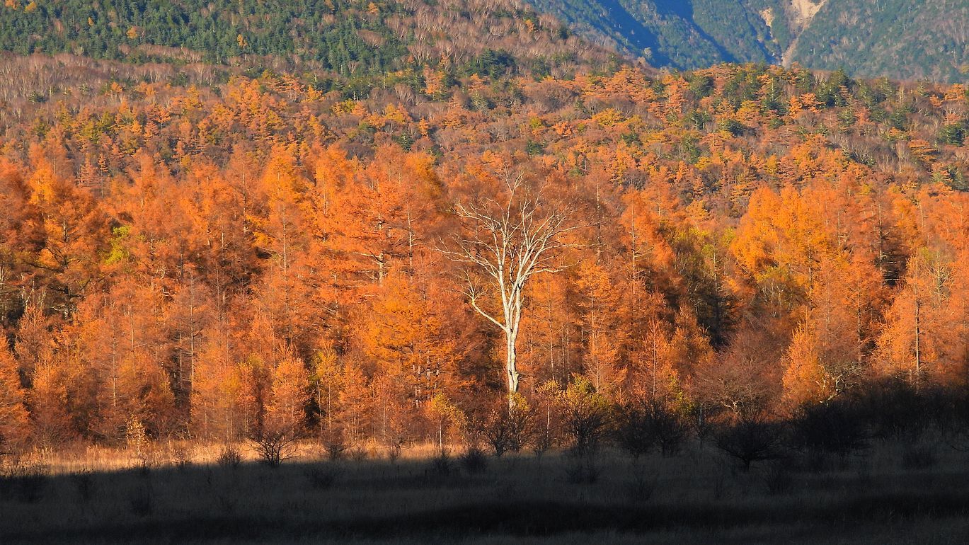 奥日光紅葉紀行2021(6)・・・いよいよカラマツ金屏風に落日迫る!小田代ヶ原のマジックアワー!♪_a0031821_10095823.jpg