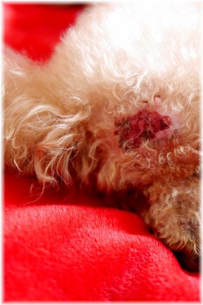犬の治らない傷口に湿潤療法を試す Less Is More