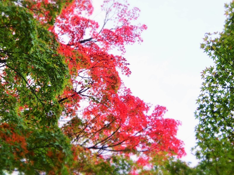 『 追憶の烏 』と紅葉と猫と…(´艸`*)_e0339064_13205586.jpg