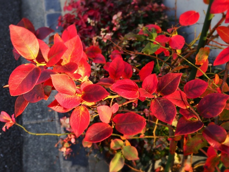 『 追憶の烏 』と紅葉と猫と…(´艸`*)_e0339064_13210658.jpg