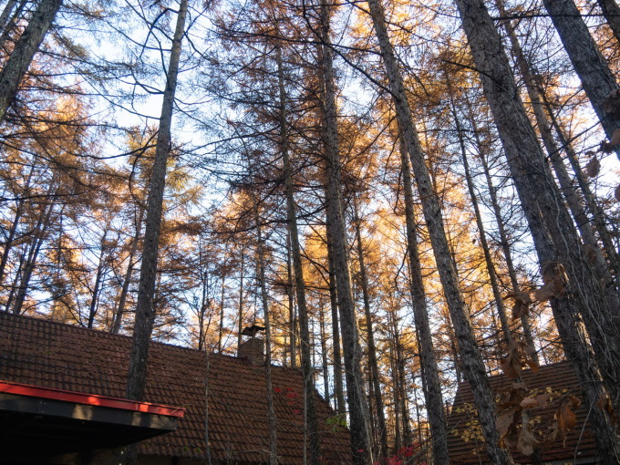 11月の絶景、宿周辺は黄金色になったカラマツの紅葉が満開!_f0276498_21564874.jpg