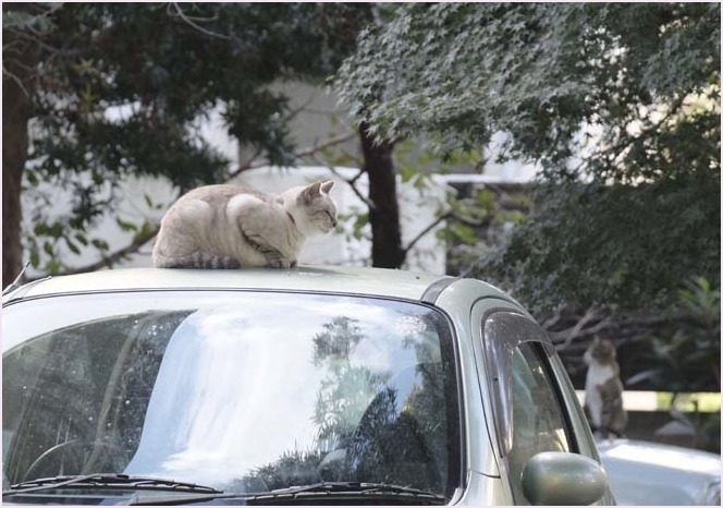 不思議な猫寺・・・_f0166234_08523305.jpg