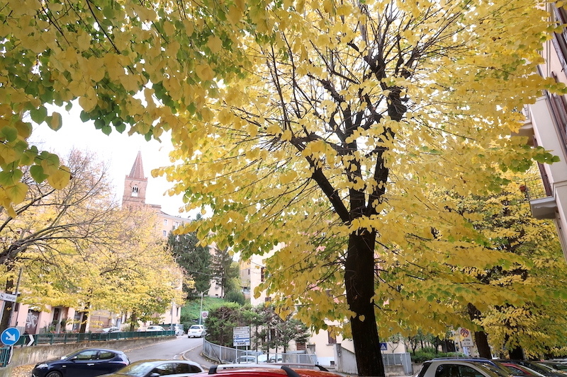 秋深まり金色のハートの葉雨風に散る_f0234936_00013107.jpg