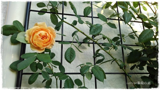 ポツポツと咲く秋の クラウン プリンセス マルガリータ La Rose 薔薇の庭