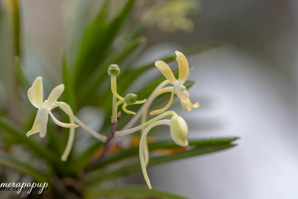 富貴蘭【黄花羆】濃色黄花の羆芸