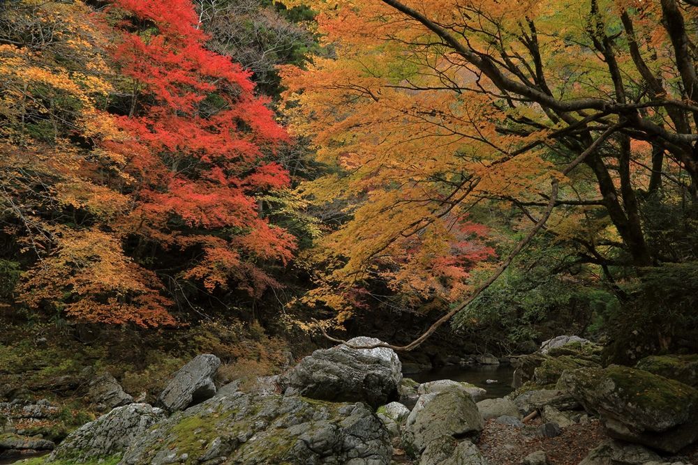 小田深山渓谷の紅葉 ハチミツの海を渡る風の音