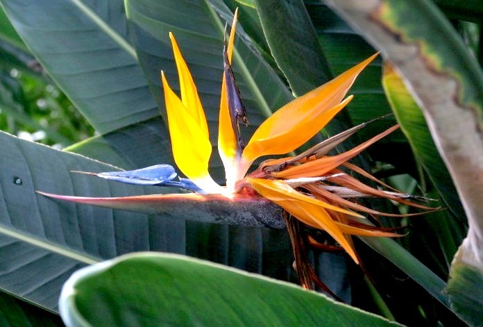 極楽鳥花 写録番外編 極楽鳥花 写録番外編