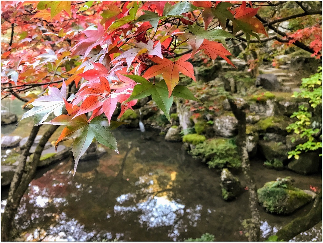 * 美しい日本庭園の紅葉 *_d0317115_22124739.jpg