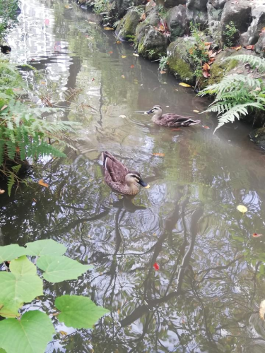 今日のウォーキングコース_d0169072_23304369.png