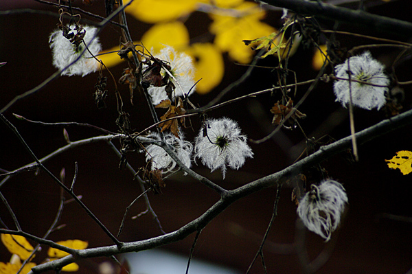 花日記 花日記