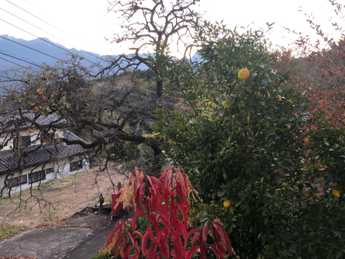 ゆずが、柿の葉が、赤く、紅葉した葉。秋の日_d0338282_17110233.jpg