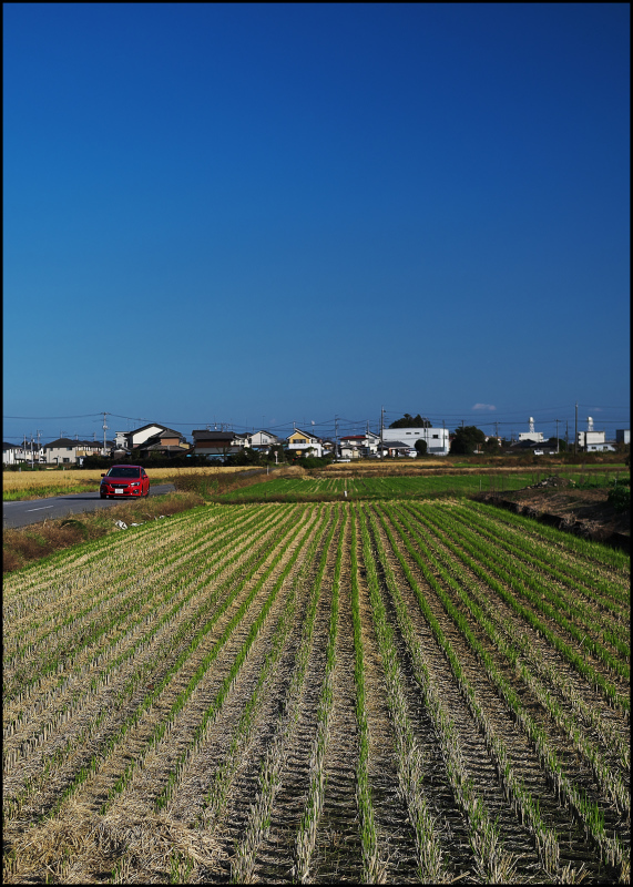 長閑な風景_c0405385_15191847.jpg