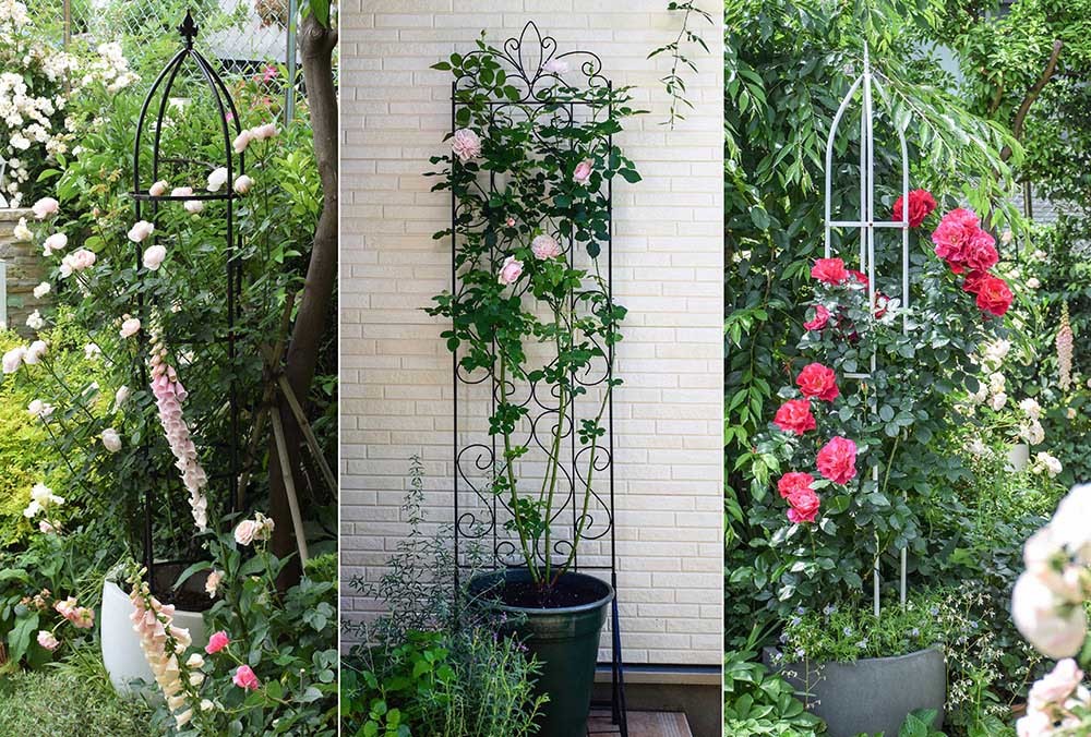 Garden Storyさんにて 省スペースでバラやクレマチスを育てよう トレリス オベリスク仕立て がご掲載頂きました バラとハーブのある暮らし Salon De Roses