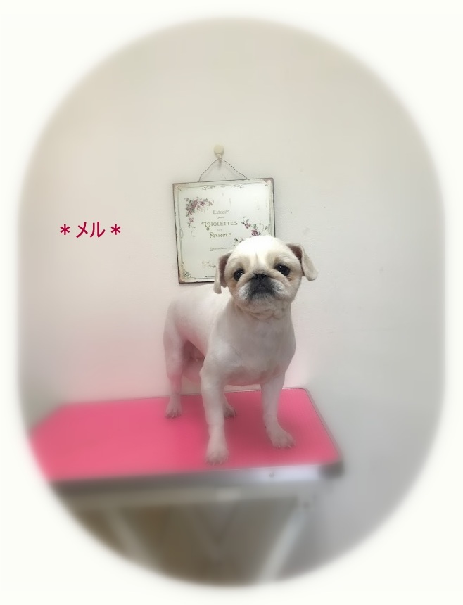 スミレちゃん＆メルちゃん_a0315823_19101326.jpg