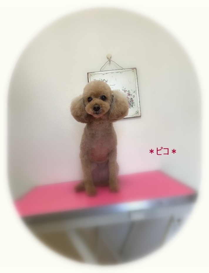 ピコちゃん＆メルちゃん_a0315823_19102558.jpg