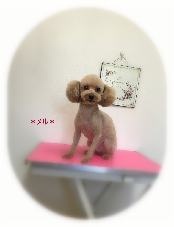 ピコちゃん＆メルちゃん_a0315823_19103120.jpg