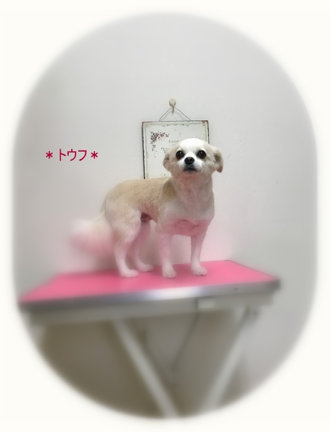トウフちゃん_a0315823_19103854.jpg