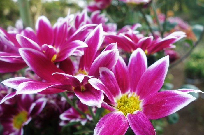 ■Myファーム花便り【１１月咲きの菊が色々咲き出し　嬉しいです♪】_b0033423_19231925.jpg