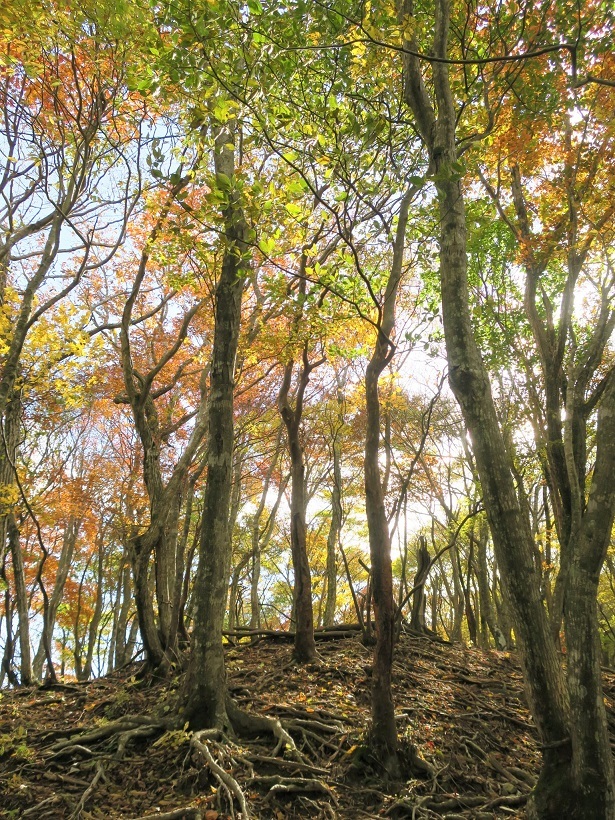 御在所岳北西尾根（鈴鹿）_a0286351_22042554.jpg