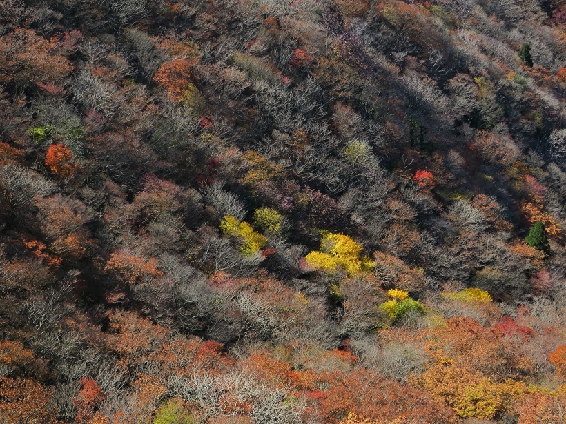 御在所岳北西尾根（鈴鹿）_a0286351_22044248.jpg