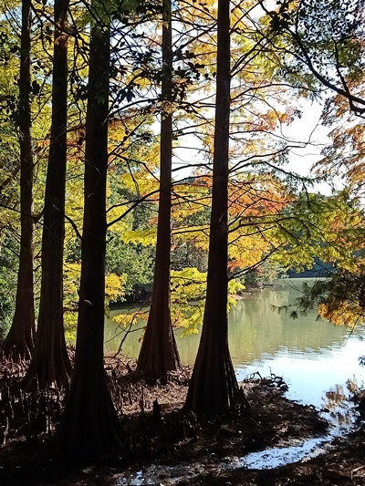 水彩画 ジクレー版画「篠栗九大の森」（糟屋郡） 篠栗九大の森