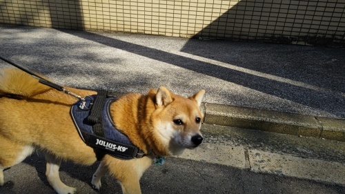 トコトコ🐾_f0357682_16584195.jpg