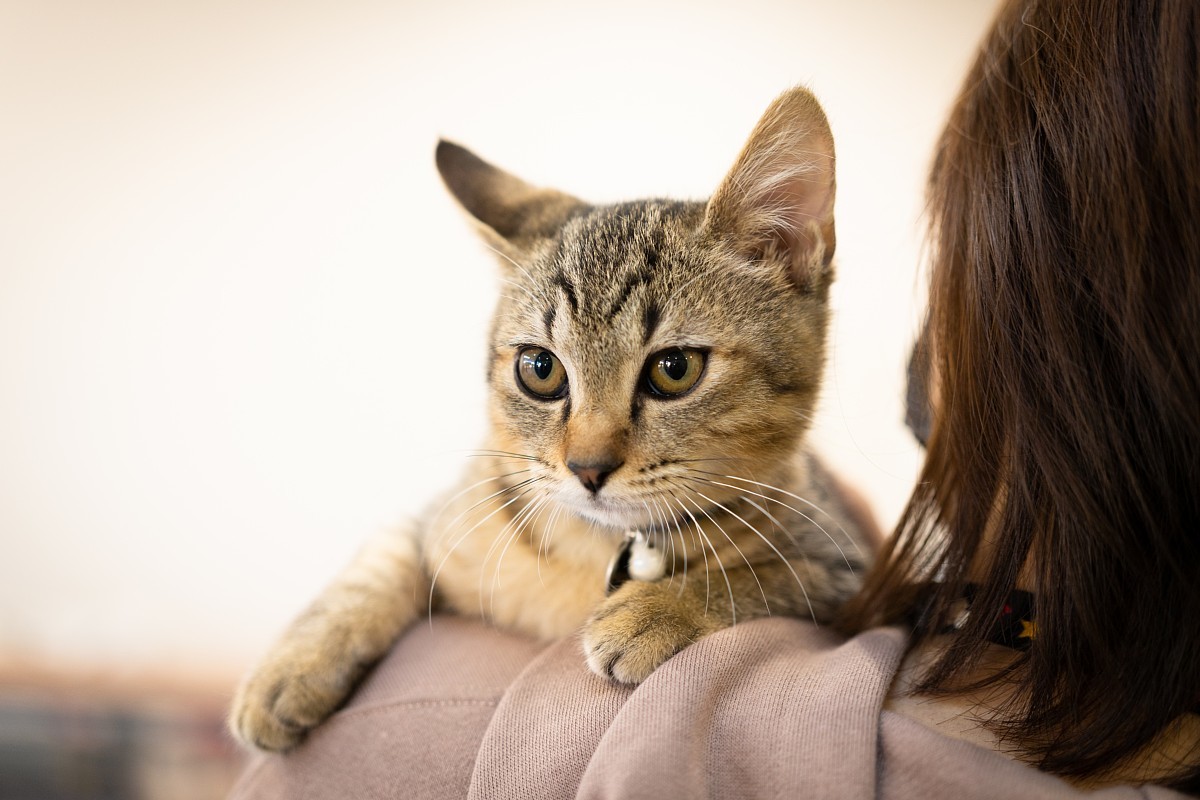 トラネコ多めな保護猫譲渡会_d0353489_08560891.jpg