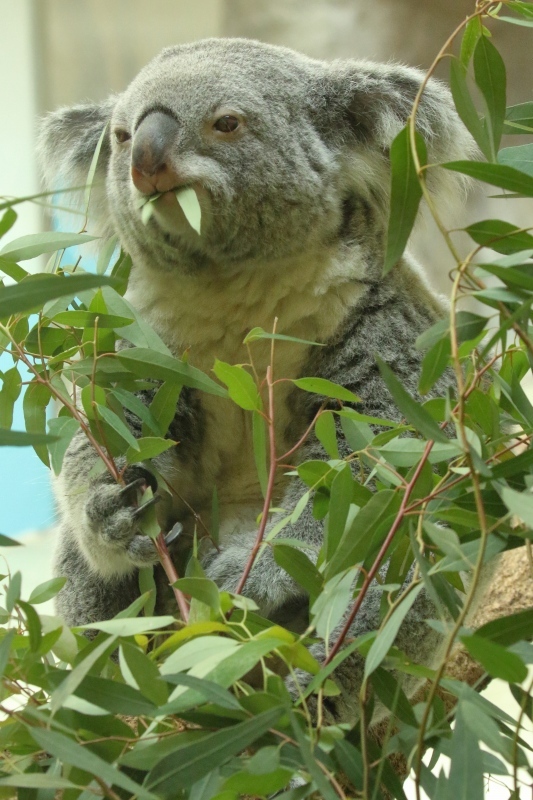 コアラ様確認用♡
