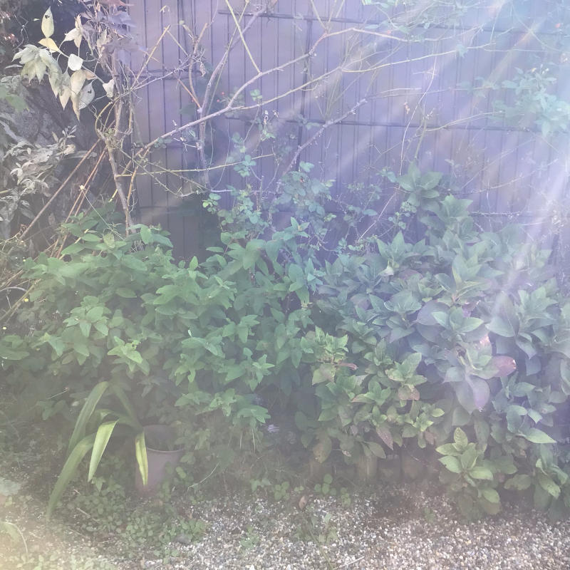 盆栽鉢にセダムと多肉を植えた 剪定したヒペリカム バラやらナンやら 盆栽鉢にセダムと多肉を植えた 剪定したヒペリカム バラやらナンやら